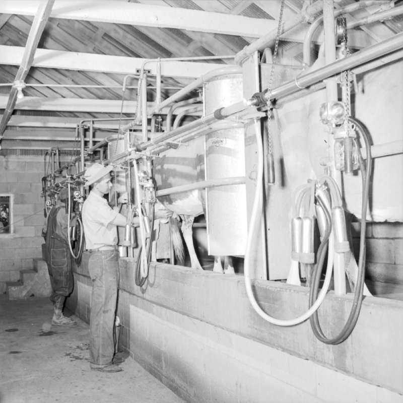026_connect the milking machines... (1954).jpg